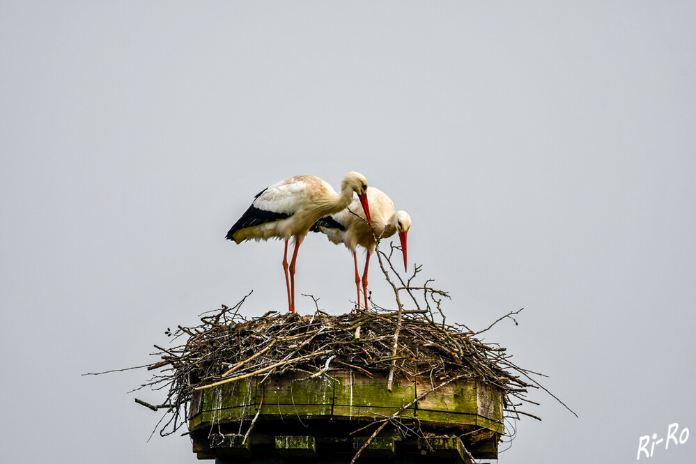 Reparatur
Unsere neue Anschrift: Nest in Datteln. Wir richten es für den Nachwuchs.
Schlüsselwörter: 2024