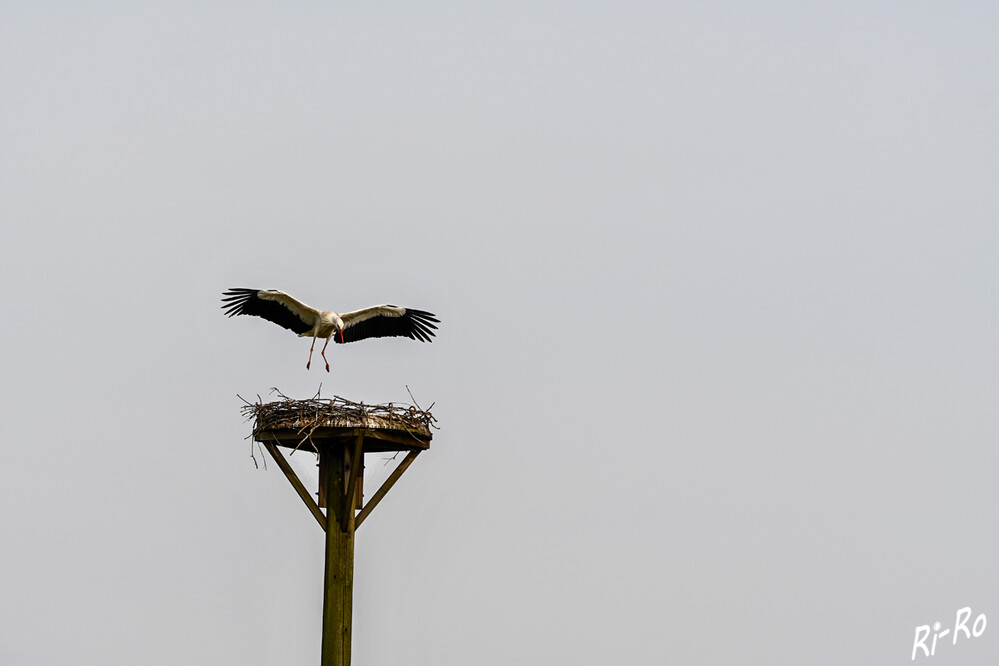 Anflug
in der Steveraue. Oje, bei dem Horst gibt es noch viel zu bauen.
