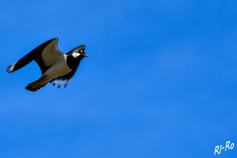 Am Himmel
Der Kiebitz ist eine Vogelart aus der Familie der Regenpfeifer. Der Balzende Kunstflieger mit akrobatischen Flugkünsten braucht mehr Feuchtgebiete. (wikipedia/nabu)
