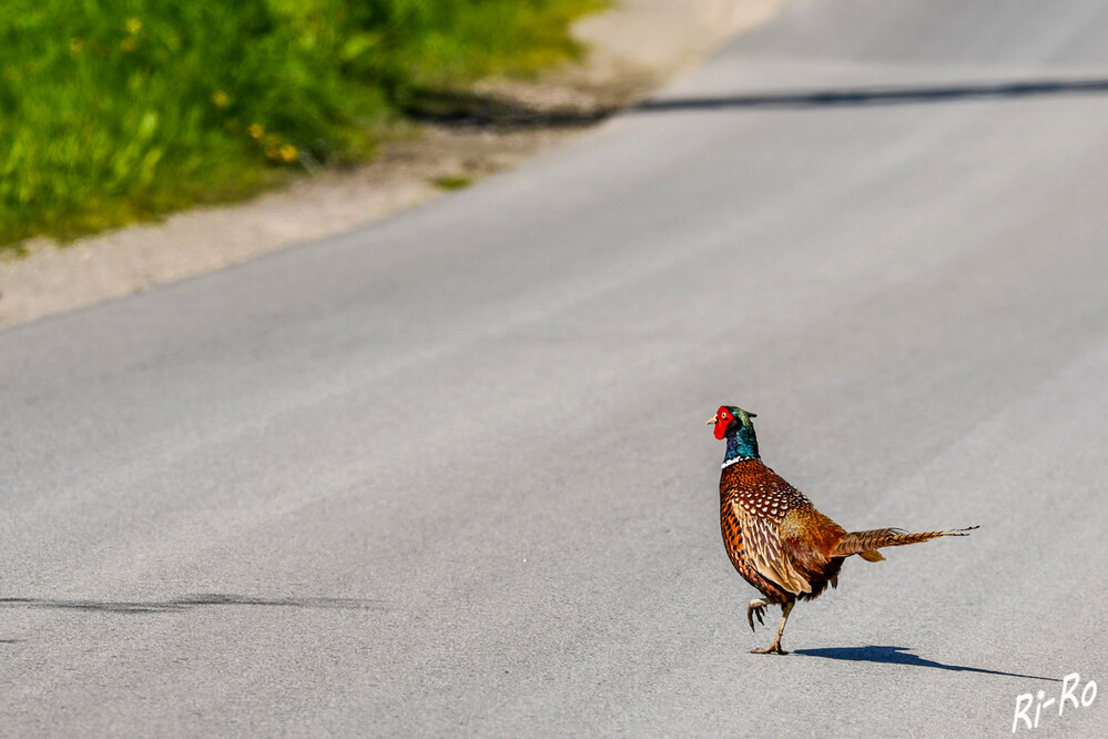 Entdeckungstour
Der Fasan präsentiert sich als ein Vogel von beeindruckender Erscheinung, wobei die Geschlechter markante Unterschiede in ihrem Federkleid aufweisen. (vogel-steckbriefe)
