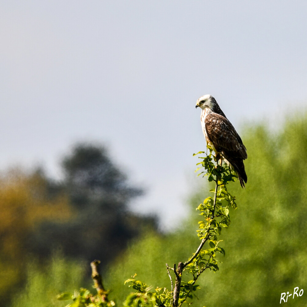 Ansitz
Der Mäusebussard ist der häufigste europäische Greifvogel neben dem Sperber. Es handelt sich um einen mittelgroßen, breitflügeligen, recht kompakten Greifvogel mit breitem, kurzem Hals u. mittellangem Schwanz. (lbv)
