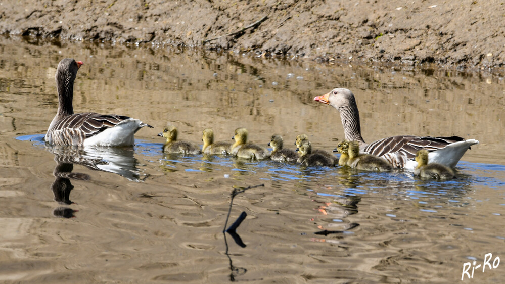 Schwimmstunde
Die Graugänse sind treue Brutvögel. Im Frühling suchen sie geeignete Brutplätze in der Nähe von Gewässern, wie Seen oder Flüssen. Sie bauen ihre Nester auf dem Boden oder in flachen Mulden u. legen darin ihre Eier. Wenn die Jungen schlüpfen, sind sie schon nach kurzer Zeit in der Lage, eigenständig zu schwimmen u. zu laufen. (voegel-erkennen/gaensearten)
