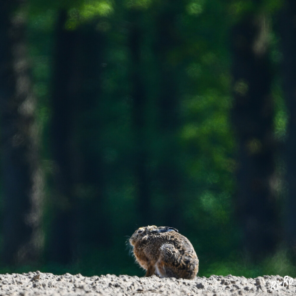 Geduckt
Der Feldhase gehört zu den bekanntesten Tieren in unseren Breitengraden. Er ist ein echtes Wildtier u. braucht Feld, Wald u. Wiese als Lebensraum. (planet-wissen)
