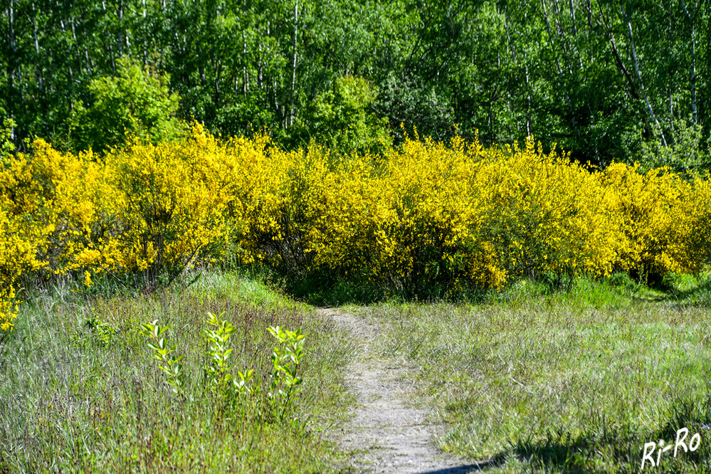 Trampelpfad
in den Ginster. Es ist eine mediterrane Heidepflanze mit gelben Schmetterlingsblüten. Diese wird auch Brambusch oder Brahm genannt. (wikipedia)

