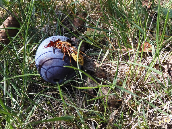 Mir schmeckt es
Als Insektenjäger ist die Hornisse meist deutlich schneller und agiler als Bienen, Hummeln oder Wespen unterwegs. Sie ernährt sich und ihre Brut von Insekten, Raupen und Baumsäften. (liebenswert-magazin.de)



Schlüsselwörter: Hornisse