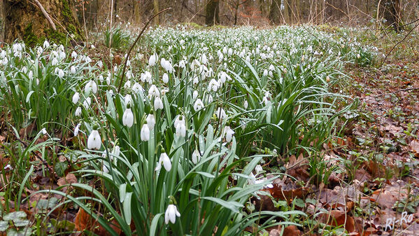 Weißes Meer
Schneeglöckchen sind im Garten, am Waldrand und auf Lichtungen zu finden. Die pflegeleichten Zwiebelpflanzen zählen zu den ersten Boten des Frühlings, da sie bereits im Februar zu blühen beginnen. Es gibt hunderte Sorten. Sie mögen einen halbschattigen bis schattigen Standort. (lt. mdr.de)
Schlüsselwörter: Schneeglöckchen