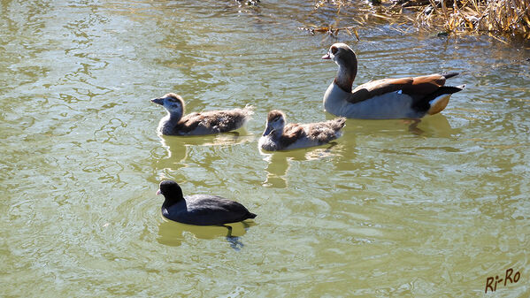 Meeting auf dem Kanal
Nilgänse sind recht aggressive tierische Neubürger (Neozoen), die an vielen Gewässern, an denen sie auftreten, andere Wasservogelarten oft verjagen. Es gibt aber auch Fälle, in denen Nilgänse u. andere Wasservögel problemlos nebeneinander leben. Brutzeit ist v. März bis Juni. (lt.wildvogelhilfe.org)
Schlüsselwörter: Nilgans