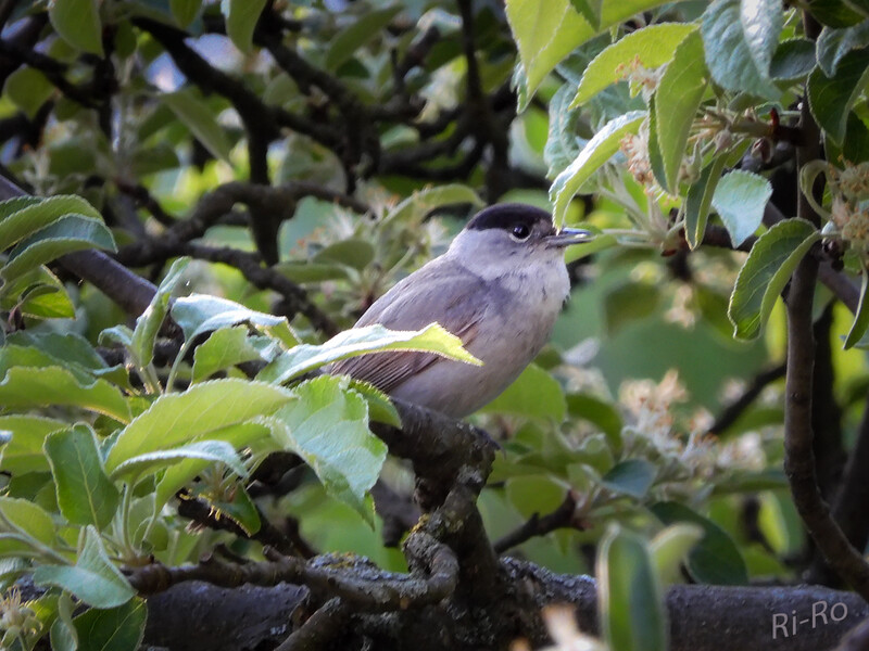 Mönchsgrasmücke
sie ist ein eindrucksvolles Beispiel, wie schnell sich angeborenes Verhalten u. Lebensweise bei einer Vogelart ändern können. Wie bei vielen Insektenfressern ergänzen im Sommer u. Herbst Beeren u. Früchte ihren Speisezettel. (lt. nabu)
