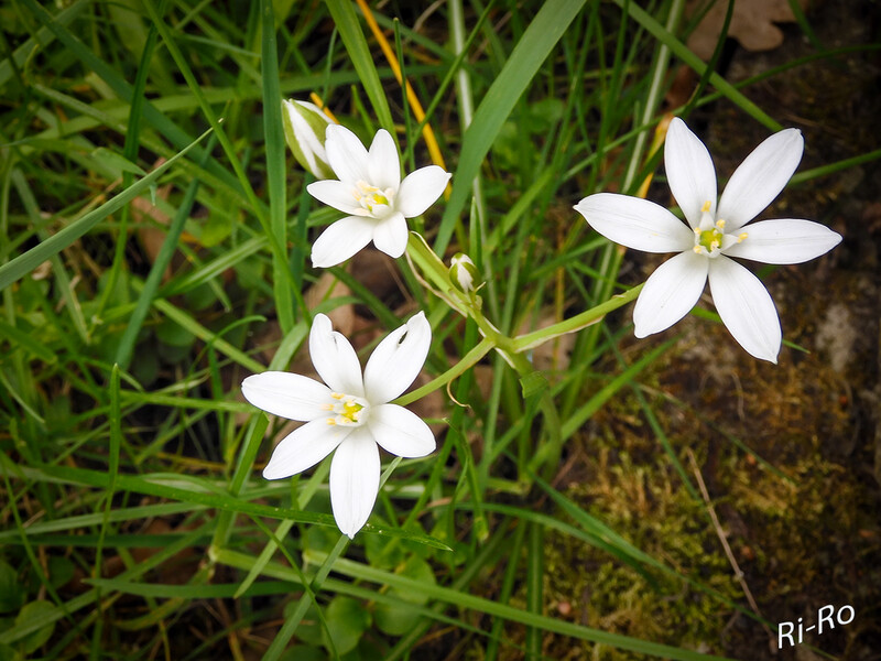 Dolden-Milchstern
auch Stern von Bethlehem genannt, ist eine Pflanzenart aus der Gattung der Milchsterne innerhalb der Familie der Spargelgewächse. Er gehört zu einer als Ornithogalum umbellatum-Aggregat bezeichneten, sehr vielgestaltigen u. bislang auch in Mitteleuropa nicht völlig geklärten Artengruppe. (lt. wikipedia)
