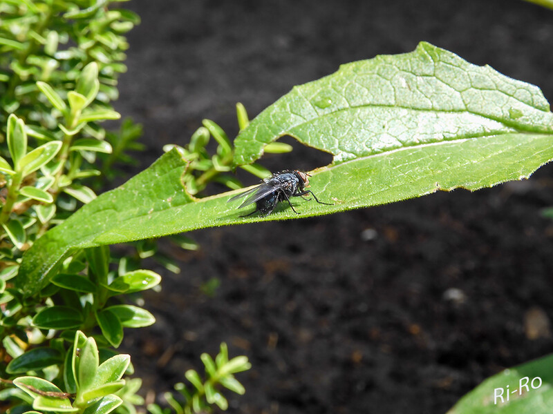 Auf dem Blatt
die Lebensdauer einer ausgewachsenen Fliege beträgt oft nur wenige Wochen oder Tage. Ihre Hauptaktivität als Imago entfaltet sie in unseren Breiten von April bis Oktober. Den Winter können die Tiere in allen Lebensstadien an u. in geschützten Lebensräumen überstehen. Zahlreiche Arten sind sogar als erwachsene Tiere nur im Winter aktiv. (lt. wikipedia)
