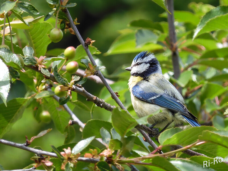 Blaumeise
sie werden durch die auffällige u. bunte Musterung ihres Gefieders leicht bestimmt. Neben dem gelben Bauch, den leuchtend blauen Flügeln, Schwanzfedern u. Häubchen u. dem olivgrünen Rücken besitzen sie auch eine auffällige schwarz-weiße Gesichtsmaske. Blaumeisen ziehen pro Jahr nur eine Brut auf. (lt. biologie-schule)
