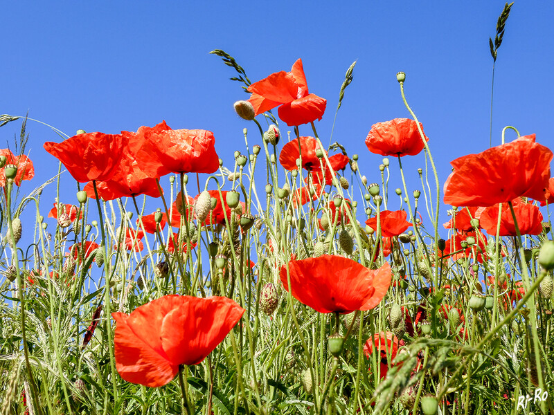 Mohnblumen
entwickeln die typischen Samenkapseln, deren Deckel an ein gewelltes Dach erinnert. Die Vertiefungen dienen als Windfang, damit die Kapsel. effektiv ihre 2.000 bis 5.000 schwarzen Samenkörner ausstreuen kann. (lt. hausgarten)
