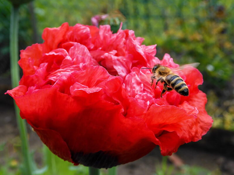 Biene im Anflug
Gefüllter einjähriger Mohn erinnert mit seinen üppig gerüschten, bis handtellergroßen Blüten an Päonien, daher der lateinische Name Papaver paeoniflorum. Diese oft uralten Bauerngartenpflanzen mit ihren kräftigen Stängeln und dem blaugrünen Laub werden 70 - 150 cm hoch. (lt. keimzeit-saatgut)



Schlüsselwörter: Mohn; Biene