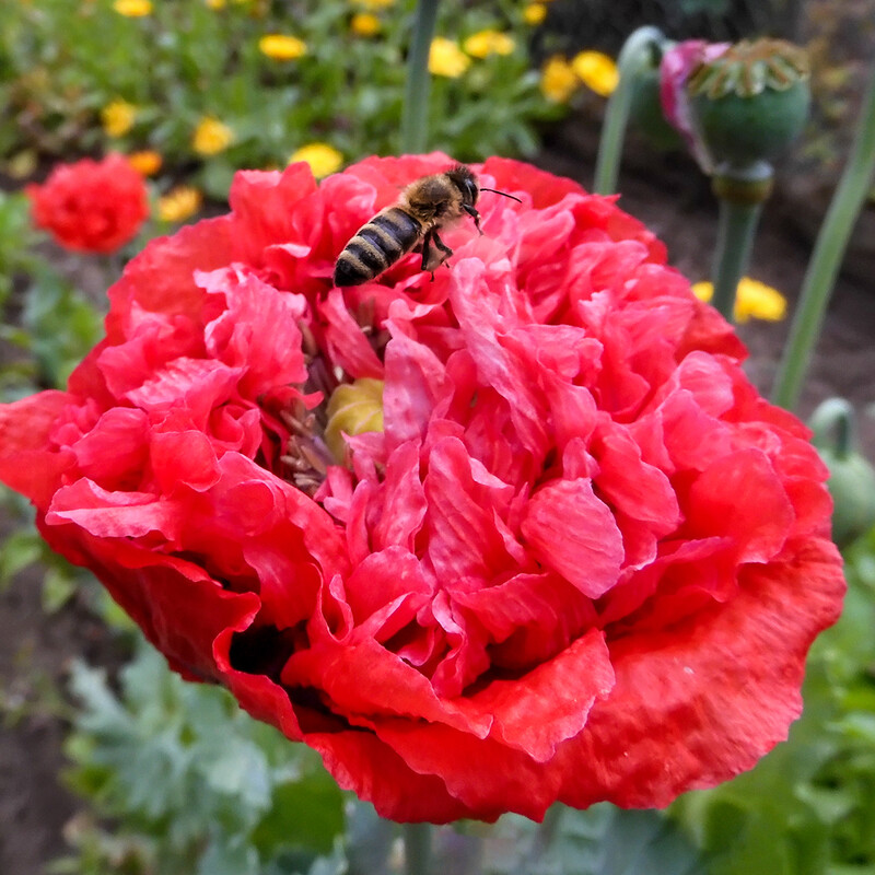 Kurzer Besuch
auf gefüllter Mohnblüte.
Schlüsselwörter: Mohn; Biene