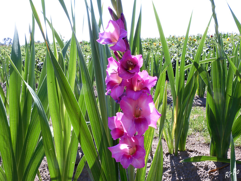 Gladiole
