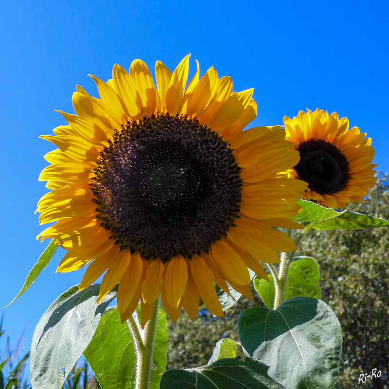 Sonnenblume
ist mit ihren großen, gelben Blüten der Inbegriff der warmen Jahreszeit. Denn die großen Blüten ähneln nicht nur einer Sonne, die Liebe dieser Pflanzen zum lebensspendenden Licht geht sogar so weit, dass die Blüte den Tag über der Sonne folgt. (lt. plantura.garden)
