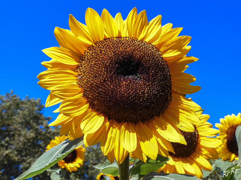 8 - Sonnenblume
ist mit ihren großen, gelben Blüten der Inbegriff der warmen Jahreszeit. Denn die großen Blüten ähneln nicht nur einer Sonne, die Liebe dieser Pflanzen zum lebensspendenden Licht geht sogar so weit, dass die Blüte den Tag über der Sonne folgt. (lt. plantura.garden)
2020
