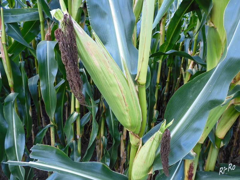 Mais
ist einhäusig. Jede Pflanze trägt sowohl männliche u. auch weibliche Blüten. Die weiblichen Blüten sitzen in mehreren, achselständigen Kolben, die von Scheidenblättern (Lieschen) umhüllt sind. Sie bilden einen langen Griffel (Maisfaser) heraus. Dieser fängt die vom Wind herangetragenen Pollen auf. (lt. pflanzenforschung.de)
