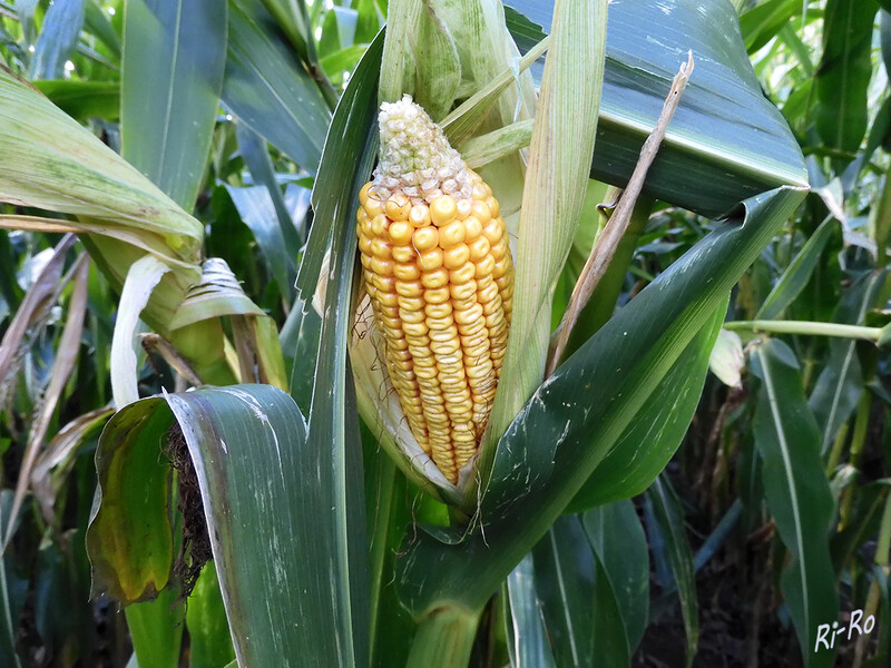 Mais
ist Futtermittel, die Grundlage für Biotreibstoff, u. in vielen Ländern ein Grundnahrungsmittel. Im Vergleich zu heimischen Pflanzen ist der Mais auch in der Lage, CO2 u. Stickstoff wirksam aufzunehmen. (lt. planet-wissen)
