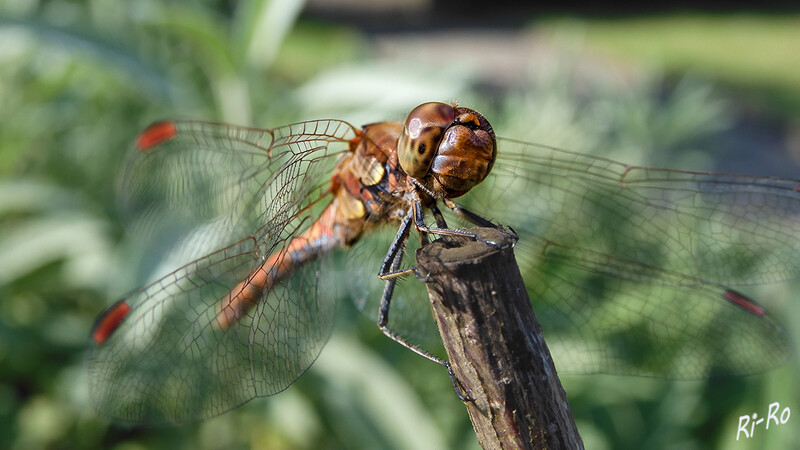 Großlibelle
Schlüsselwörter: Libelle