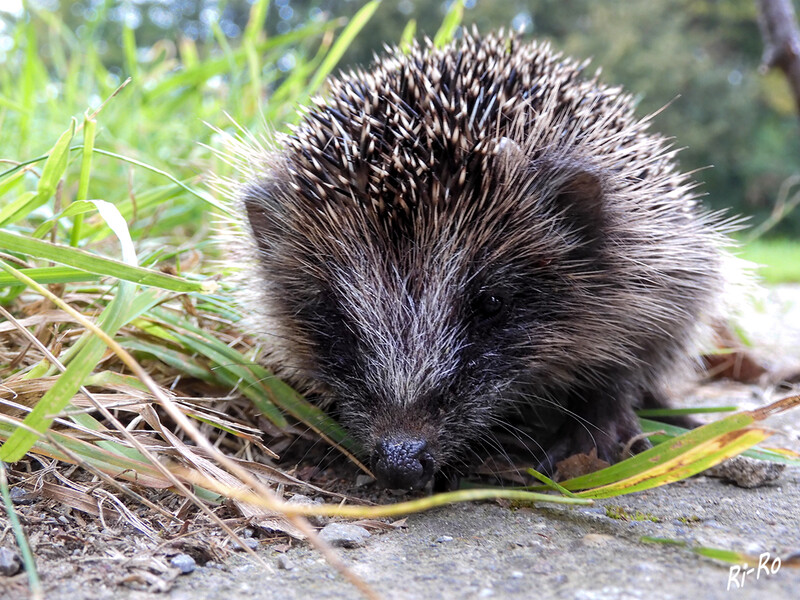 Igel
sind Einzelgänger u. haben feste Territorien, die sich überlagern können. Sie zeigen in der Regel jedoch kein Territorialverhalten, sondern gehen Artgenossen aus dem Weg. Diese ernähren sich von bodenlebenden Wirbellosen. (lt. deutschewildtierstiftung)
