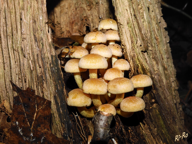 10 - Stockschwämmchen
sind kleine bis mittelgroße Blätterpilze mit bräunlichen, etwas buckeligen Hüten mit sehr dünnem Fleisch. Die Haut des Hutes ist kahl u. glänzend. Die Farbe  des Fleisches ist gelblich bis blassbraun. (lt. pilze-infos.de)
2020
Schlüsselwörter: Pilz; Pilze;