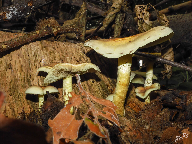Gruppenaufnahme
Pilze im Wald
