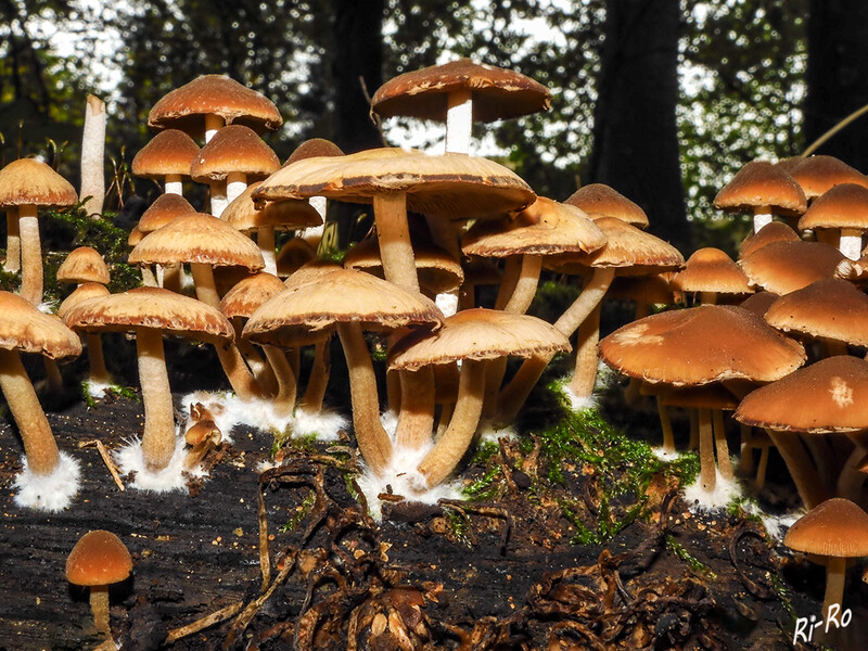 Im Wald
Der eigentliche Pilz ist jedoch das feine, meist unsichtbare Geflecht aus Hyphen im Boden oder bei Baumpilzen im Holz. Neben Pilzen gibt es auch Bakterien, die Myzelien bilden, beispielsweise Streptomyceten. (biologie-seite.de)
