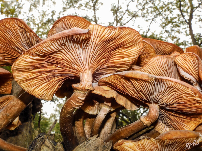 Unter die Pilze geschaut
