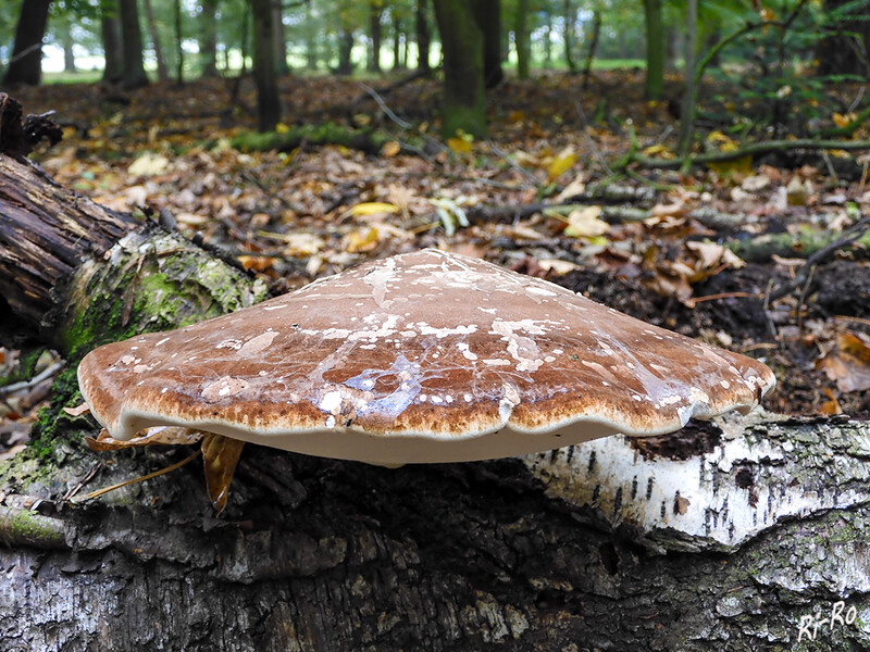 Zunderschwamm
ist eine Pilzart aus der Familie der Stielporlingsverwandten. Er befällt geschwächte Laubbäume, vor allem Buchen u. Birken. An den Stämmen bilden sich dicke, invers konsolenförmige Fruchtkörper. (lt. wikipedia.org)
