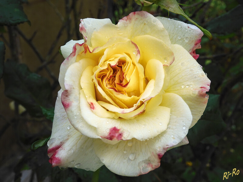 Nasse Blüte
Späte Rosen im Garten lassen den Winter noch warten. (Volksmund)
