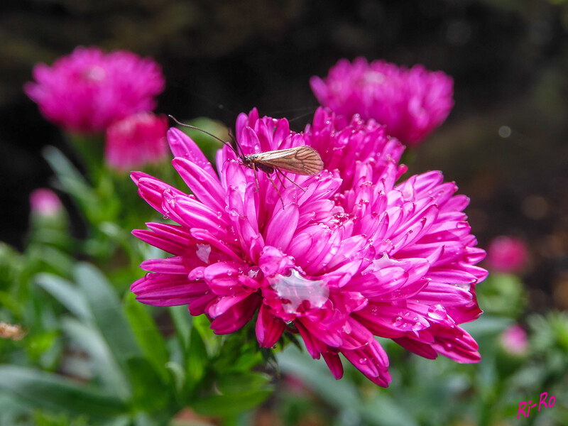 Nützling auf der Herbstaster
Die Florfliege ist ein Nützling, der eher unauffällig u. kaum bekannt ist.
Die Tiere haben eine grüne bis bräunliche Farbe, zwei Flügel u. wie alle Insekten, sechs Beine. ( lt. oekolandbau)

 
