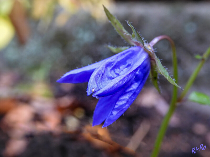 Überraschung
im November. 
Für die Akelei ist im Mai die Hauptblütezeit. Die Blüten befinden sich auf langen u. dünnen Stielen. Zur Gattung Aquilegia gehören etwa 120 verschiedene Arten. (lt. gartenjournal)
