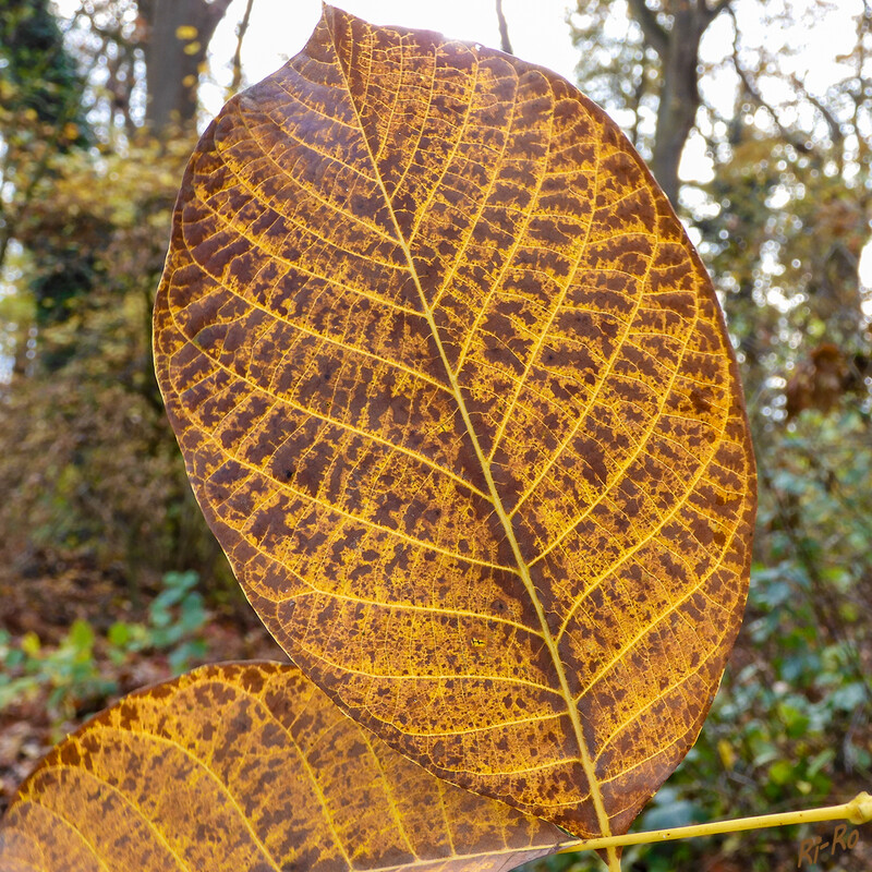 Blatt im Herbst
Der Walnussbaum hat unpaarig gefiederte Blätter mit einem Stiel, der etwa drei bis fünf Zentimeter lang ist. Die sieben bis neun Zentimeter langen Fiederblättchen können von länglich-oval bis zu breit-elliptisch unterschiedlich geformt sein. (gartenjournal)
Schlüsselwörter: Blatt; Blätter; Walnuss