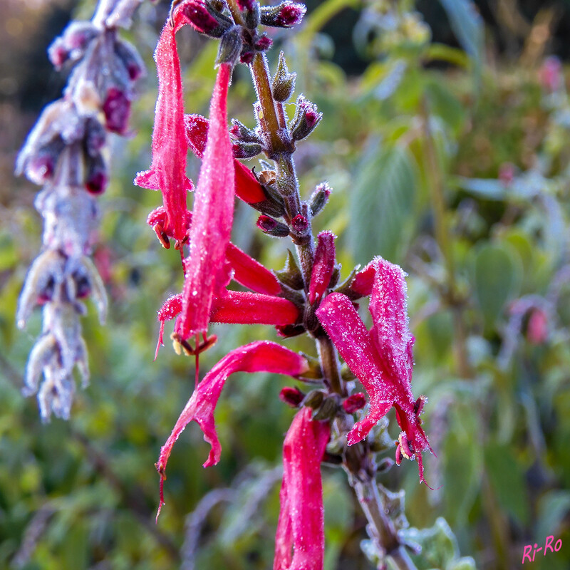Frostig
Ananassalbei  ist eine Fruchtsalbei-Art aus der Familie der Lippenblütler. Er stammt ursprünglich aus Mexiko u. Guatemala. Der Duft seiner Blätter erinnert an Ananas. (lt. mein-schoener-garten)
