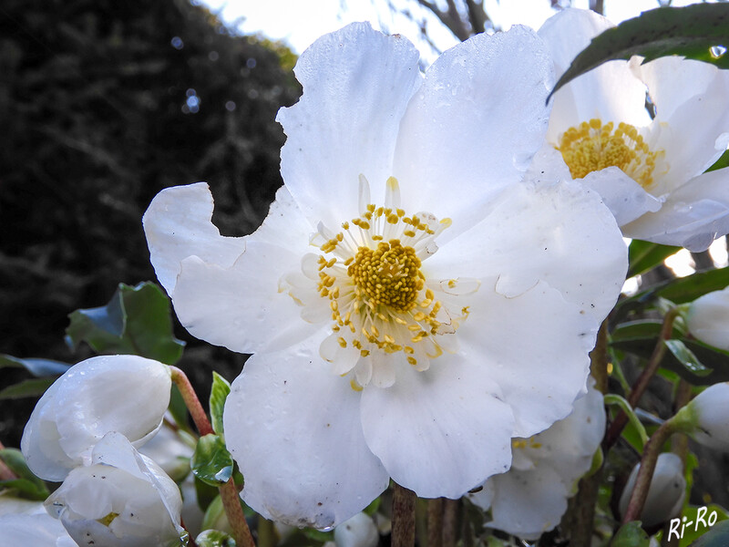 Christrose
gehört zur Gattung der Nieswurz u. kann bei richtiger Pflege für 20 u. mehr Jahre immer wieder mit zauberhaften Blüten erfreuen. Klassisch sind weiße Blüten. (lt.pflanzen.de)

 
Schlüsselwörter: 2020
