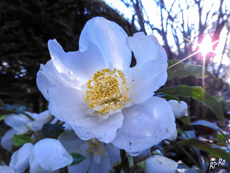 12 - Christrose
Schon zur Weihnachtszeit begeistern Christrosen im Beet u. Topf mit ihren eleganten Blüten. (lt. mein-schöner-garten)
