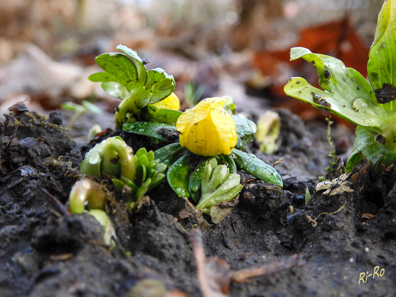 Knospen
Der Winterling wird gerne in Gärten u. Parks angepflanzt er ist eine der ersten Frühlingsblumen. (wikipedia)
Schlüsselwörter: Winterling; Blume