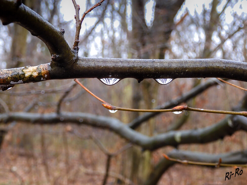 Regentropfen mit Spiegelung
Schlüsselwörter: Wasser; Regen; Wald,