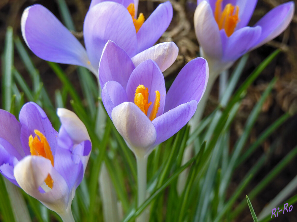 Gruppe
Die Zahl der „botanischen Krokusse“ wird je nach Definition mit 80 bis 120 angegeben. (nabu.de)
Schlüsselwörter: Krokus