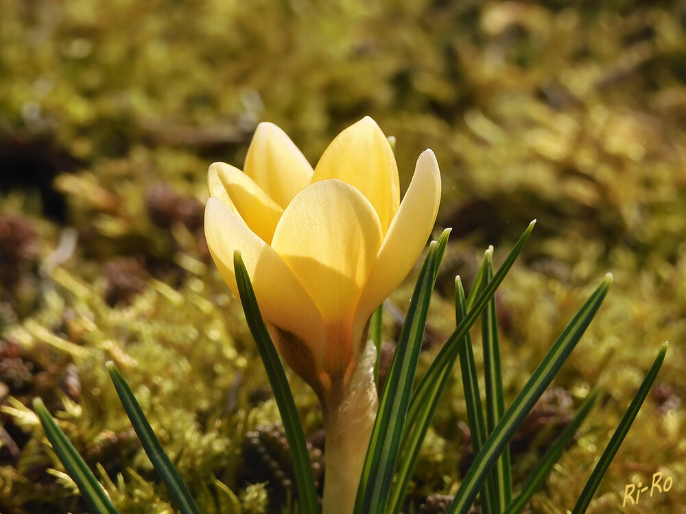 Gelb
Der Krokus ist eine weltweit über achtzig Arten umfassende mehrjährige Knollenpflanze, die zur Familie der Schwertliliengewächse zählt. (biologie-schule)

 
Schlüsselwörter: Krokus