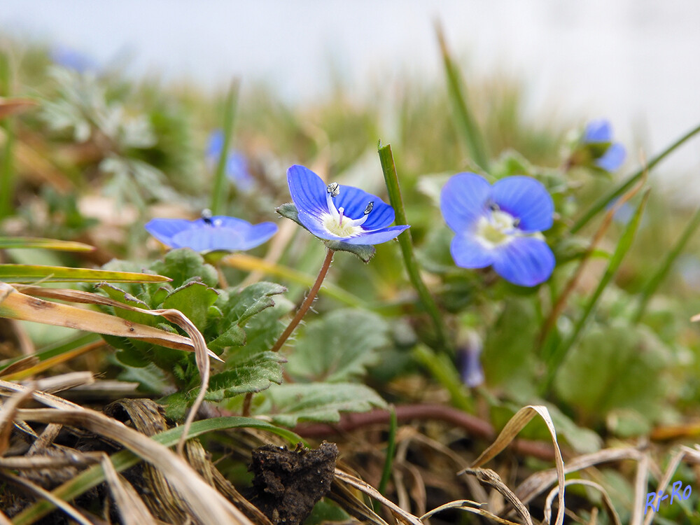 Feld-Ehrenpreis
Krautig, aufrecht, bis etwa 20-30cm hoch, Stängel oben ringsum behaart; Blätter gekerbt; Blüten tiefblau bis zu 3 mm , Blütezeit März bis Juni. Eine der kleinblütigen Ehrenpreisarten. (lt. naturspaziergang.de) 
