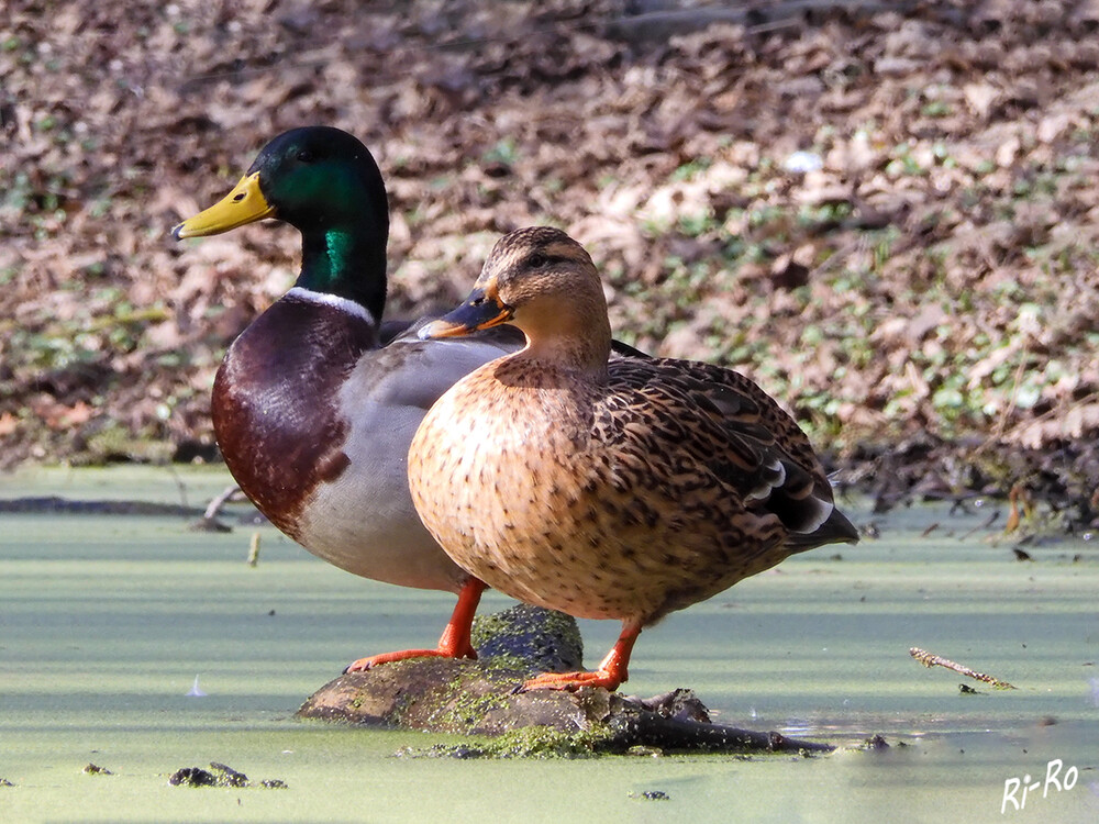 Balance halten
Die Paarung der Stockenten beginnt meistens im Frühjahr oder später.In der Regel sondert sich das Entenpaar dafür von den anderen Enten ab. (lt. medienwerkstatt-online)
 


