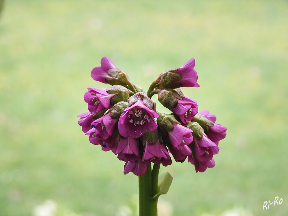 Bergenia
blüht im Frühjahr schon ganz üppig. Bei ihren Blüten handelt es sich um Trugdolden, die je nach Sorte in Schattierungen von Rosa, aber auch in Weiß oder Purpurrot blühen. (lt. mdr-garten)



