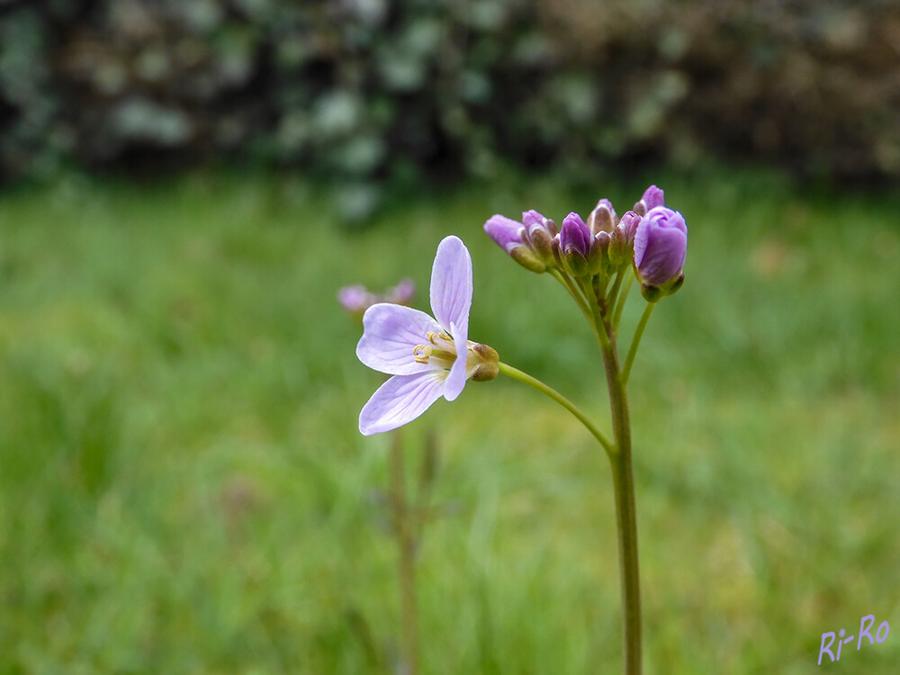 Wiesenschaumkraut
es gehört zu den Kreuzblütlern u. wächst auf nährstoffreichen Feuchtwiesen, in Flachmooren u. feuchten, lichten Wäldern. Von April bis Juni entwickelt die Pflanze unzählige kleine weiße u. rosafarbene Blüten. (lt. nabu)
