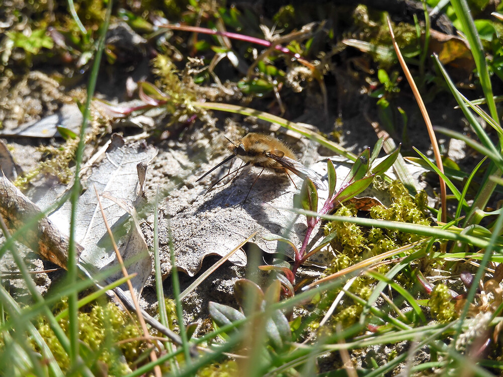 Ungewöhnliches Insekt
Der Große Wollschweber zählt zu den Fliegen, auch wenn er den Hummeln ähnlich sieht. Im Gegensatz zu vielen anderen Arten aus dieser Unterordnung, hat er nur 2 Flügel. Sein bis knapp 8 Millimeter langer Saugrüssel ist immer ausgerollt. (tierlexikon)
Schlüsselwörter: 2021