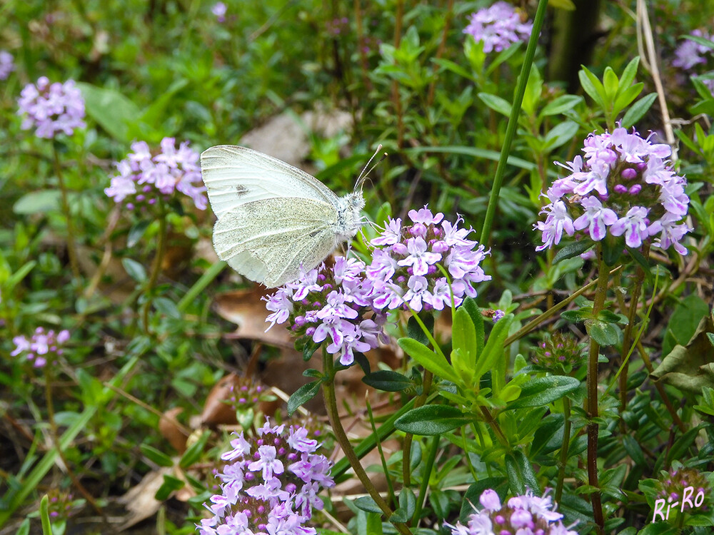 Kleiner Kohlweißling
kann im Jahr mit bis zu vier Generationen von März bis November auftreten. Er hat eine Spannweite von 40 bis 50 Millimeter. Der Falter scheint violette Blumen als Nektarpflanzen zu bevorzugen. (lt. deutschlands-natur) 
