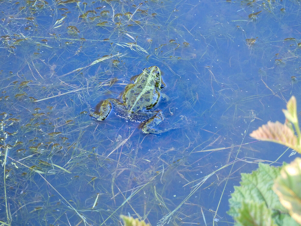 Tiere „Schwimmstunde“
Perla
