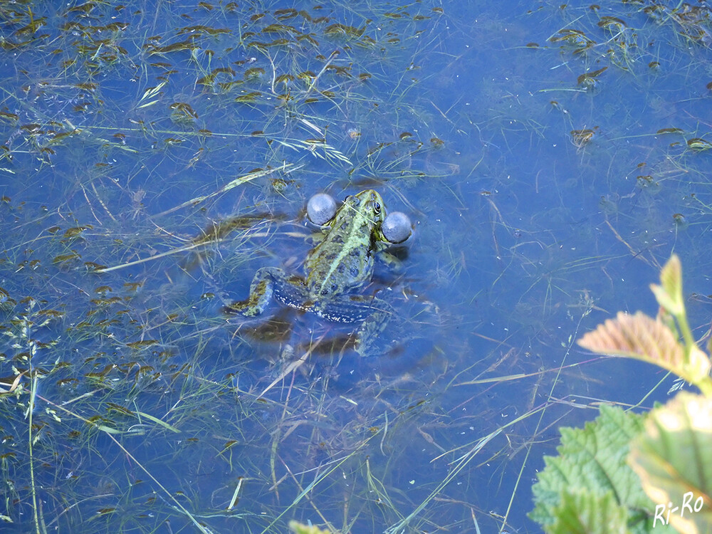Froschkonzert
Frösche sind Amphibien, das heißt, sie leben auf dem Land u. im Wasser. Dass so kleine Tiere so laut rufen können, liegt an ihrer Schallblase. Es gibt rund 2600 verschiedene Froscharten. (kindernetz.de)
