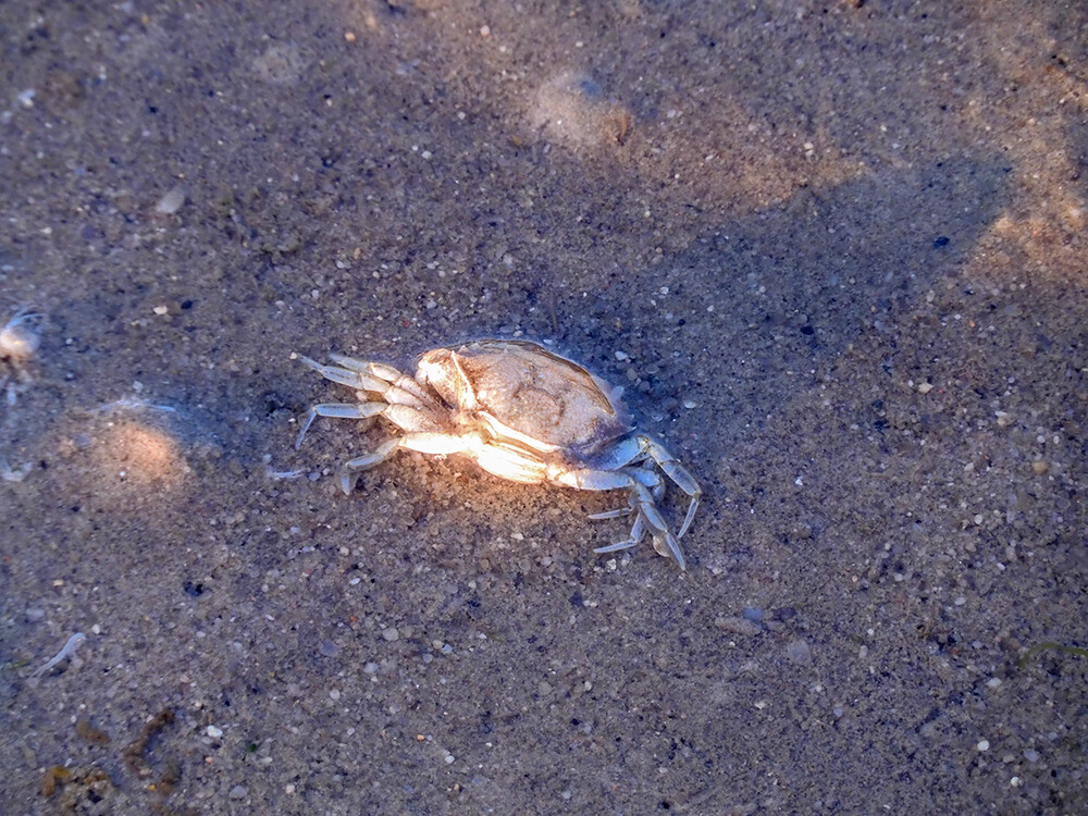 Tiere "Strandkrabbe oder Dwarslöpper" 
Perla
Schlüsselwörter: 2021